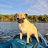dog, pug, pet, animal, boat, lake, water, outdoors, nature, sky, trees, sunlight, standing, portrait, canine, wrinkled_face, short_hair, travel, backpack, scenic