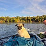 pug, dog, pet, animal, paddleboard, inflatable_boat, water, river, lake, outdoor, nature, sky, trees, shoreline, sunlight, reflection, adventure, boating, travel, portrait