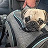 Linus is registered to the contest to win money with this photo: dog, pug, pet, animal, canine, face, eyes, muzzle, wrinkles, short_hair, brown, black, sitting, pet_carrier, travel, car, vehicle, indoors, close_up, portrait