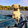 dog, pug, pet, animal, sitting, outdoors, water, lake, river, paddleboard, boat, sunlight, sky, landscape, nature, fur, wrinkles, serious_expression, travel, adventure
