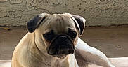 Linus joined the competition — help win amazing prizes! dog, pug, pet, animal, wrinkled_face, short_muzzle, floppy_ears, cream_coat, black_mask, lying_down, sitting, indoor, sunlight, floor, wall, portrait, close_up, relaxed, serious_expression, front_paws
