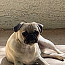 dog, pug, pet, animal, wrinkled_face, short_muzzle, floppy_ears, cream_coat, black_mask, lying_down, sitting, indoor, sunlight, floor, wall, portrait, close_up, relaxed, serious_expression, front_paws