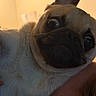 Linus joined the competition — help win amazing prizes! pug, dog, pet, animal, close_up, portrait, wrinkles, black_face, white_fur, large_eyes, ears, muzzle, whiskers, lying_down, indoors, warm_lighting, person, lap, cuddling, cute