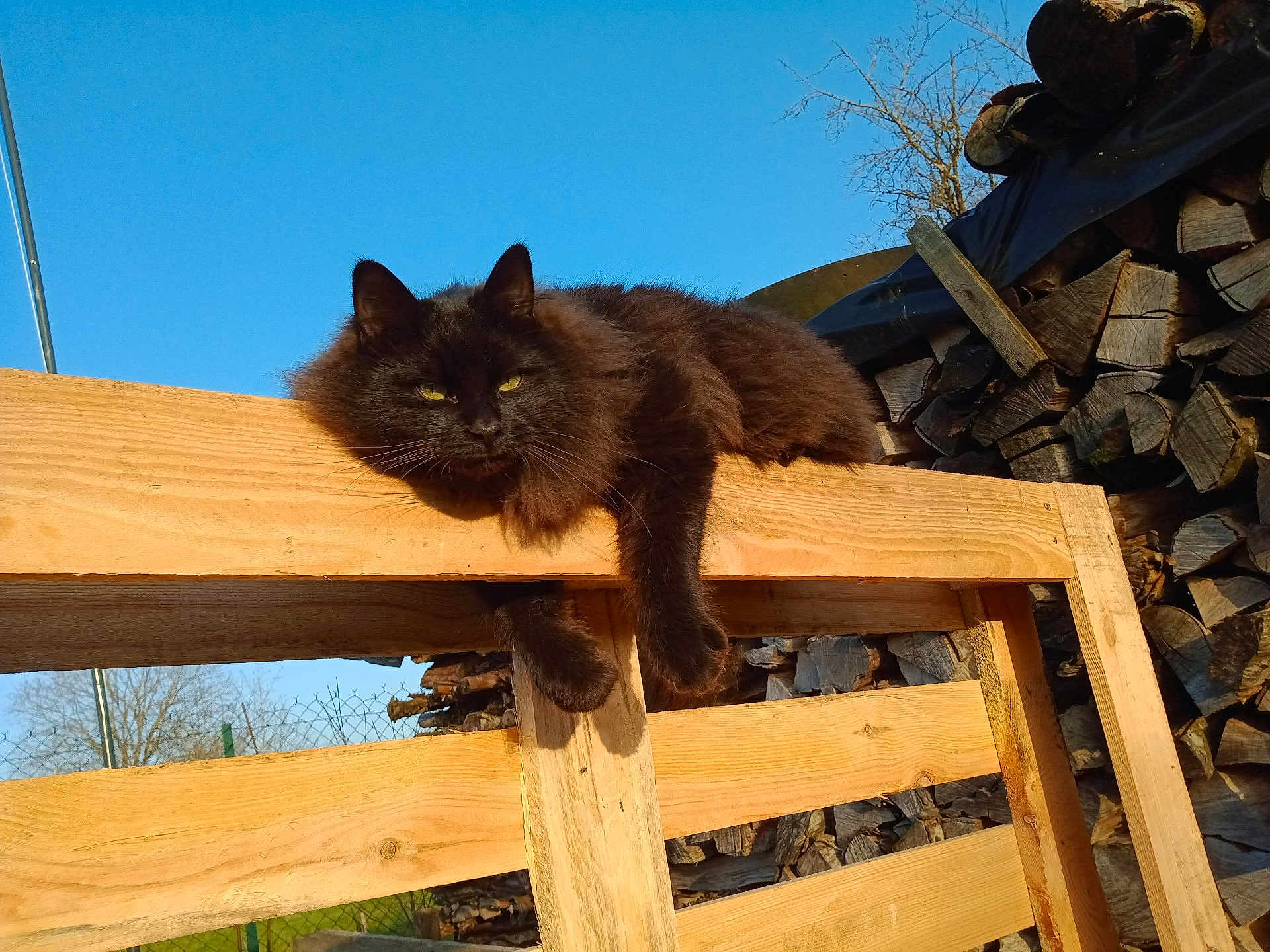 Linux a rejoint le concours — aidez-le/la à gagner de superbes lots ! cat, black_cat, wooden_pallet, firewood, outdoor, sunlight, blue_sky, relaxed, animal, feline, nature, tree, wood, resting, fur, pet, daytime, quiet, calm, lazy