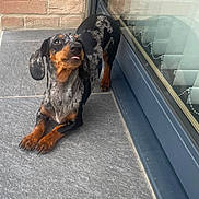 Biscotte participe au concours pour gagner de l'argent avec cette photo : dog, dachshund, speckled_coat, tongue_out, tile_floor, glass_door, brick_wall, pet, canine, playful, outdoor, stretching, black, brown, ears, paw, snout, reflection, cute, animal