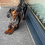 dog, dachshund, speckled_coat, tongue_out, tile_floor, glass_door, brick_wall, pet, canine, playful, outdoor, stretching, black, brown, ears, paw, snout, reflection, cute, animal