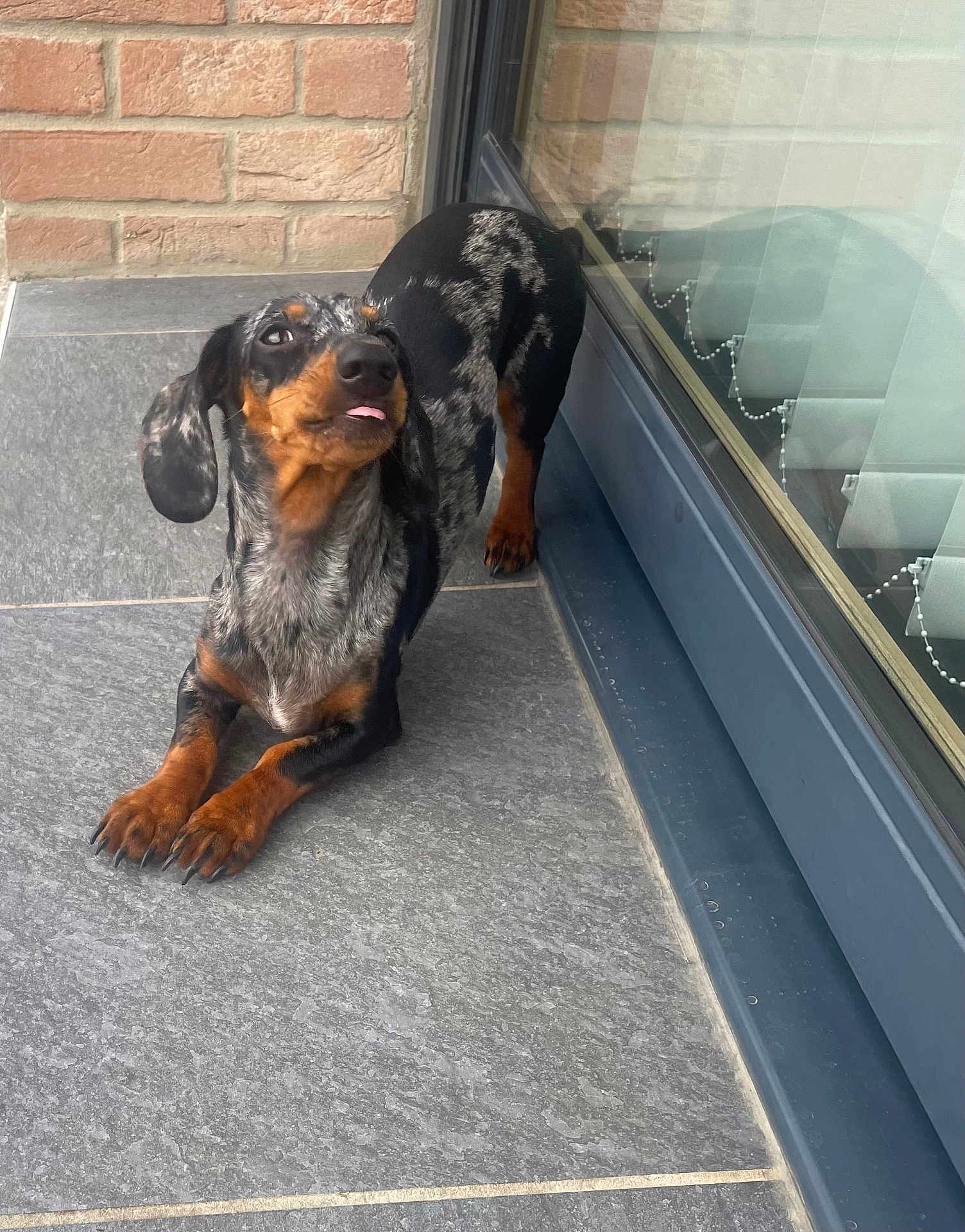 Biscotte participe au concours pour gagner de l'argent avec cette photo : dog, dachshund, speckled_coat, tongue_out, tile_floor, glass_door, brick_wall, pet, canine, playful, outdoor, stretching, black, brown, ears, paw, snout, reflection, cute, animal