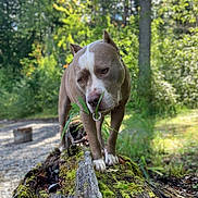 Brutis joined the competition — help win amazing prizes! dog, canine, outdoor, forest, nature, moss, log, greenery, sunlight, animal, pet, sniffing, brown_and_white, walking, tree, leaves, grass, wood, daylight, curious