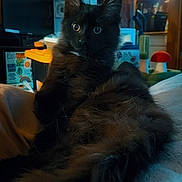 Peep is registered to the contest to win money with this photo: animal, background_lamp, black_cat, cozy_room, curious_eyes, cute, decor, domestic_cat, fluffy_fur, furniture, household_items, indoor, kitten, mushroom_decoration, pet, portrait, relaxing, soft_surface, wooden_wall, young_cat