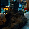 animal, background_lamp, black_cat, cozy_room, curious_eyes, cute, decor, domestic_cat, fluffy_fur, furniture, household_items, indoor, kitten, mushroom_decoration, pet, portrait, relaxing, soft_surface, wooden_wall, young_cat