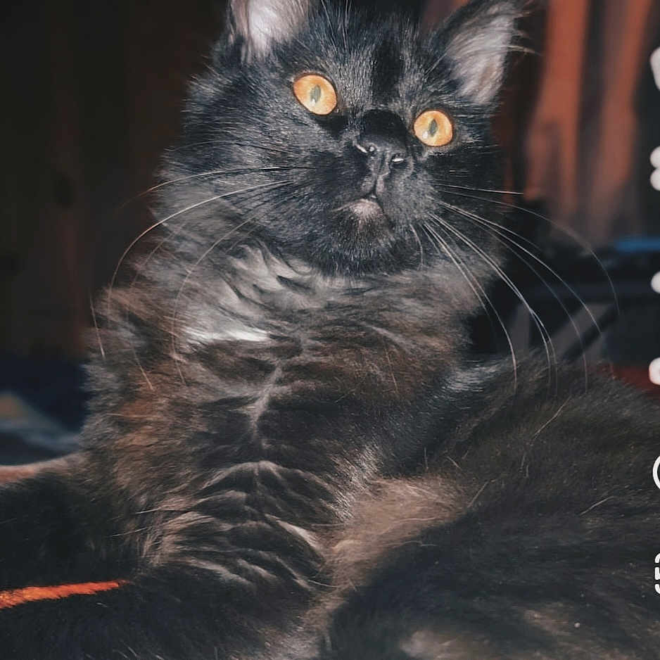 Peep is registered to the contest to win money with this photo: amber_eyes, animal, black_cat, cat, close_up, cute, domestic_animal, eye_contact, face, feline, fluffy, fur, indoor, lying_down, mammal, pet, portrait, relaxed, soft_light, whiskers