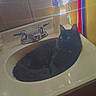 Peep joined the competition — help win amazing prizes! bathroom, black_cat, cabinet, cat, countertop, cozy, curious, domestic_animal, eyes, faucet, feline, fur, household, indoor, light_beams, pet, reflection, relaxed, sink, whiskers