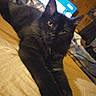 Peep joined the competition — help win amazing prizes! animal, bed, black_cat, blanket, cat, cozy, domestic, ears, eyes, fur, furniture, indoor, living_room, mammal, pet, relaxing, stretching, television, whiskers, wood_paneling