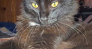 Peep joined the competition — help win amazing prizes! alert, animal, black_cat, cat, close_up, cute, domestic_animal, feline, fur, indoor, laying_down, mammal, pet, portrait, relaxed, sleepy, soft_fur, whiskers, whiskers_visible, yellow_eyes