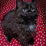 kitten, cat, black_cat, fluffy, blue_eyes, pet, animal, cute, fur, whiskers, indoor, blanket, red_blanket, polka_dots, small, young_cat, looking_up, adorable, domestic_cat, feline