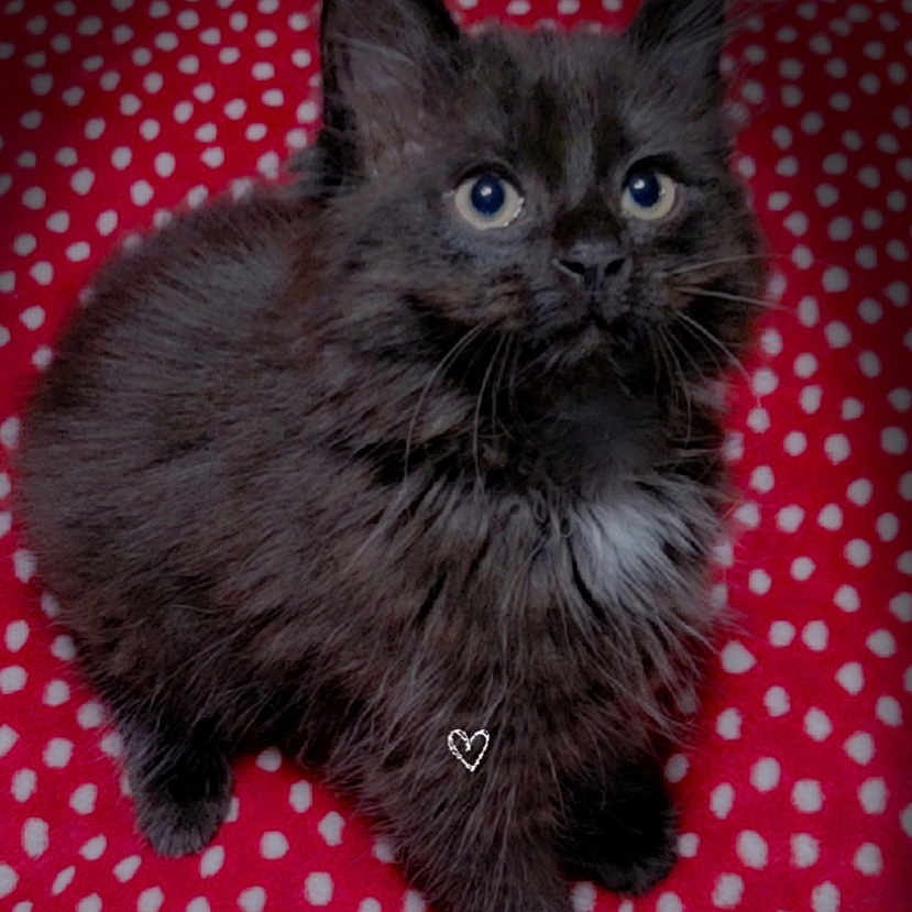 Peep joined the competition — help win amazing prizes! kitten, cat, black_cat, fluffy, blue_eyes, pet, animal, cute, fur, whiskers, indoor, blanket, red_blanket, polka_dots, small, young_cat, looking_up, adorable, domestic_cat, feline