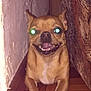 dog, pet, small_dog, chihuahua, smiling, teeth, flash, glowing_eyes, indoor, floor, wood_floor, wall, furniture, happy, animal, canine, cute, tongue, lying_down, narrow_space
