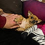 Lola a rejoint le concours — aidez-le/la à gagner de superbes lots ! dog, chihuahua, hand, human_hand, pet, small_dog, zebra_striped_socks, leggings, purple_leggings, couch, indoor, resting, paw, fur, wide_eyes, cute, animal, cozy, relaxing, holding_hand
