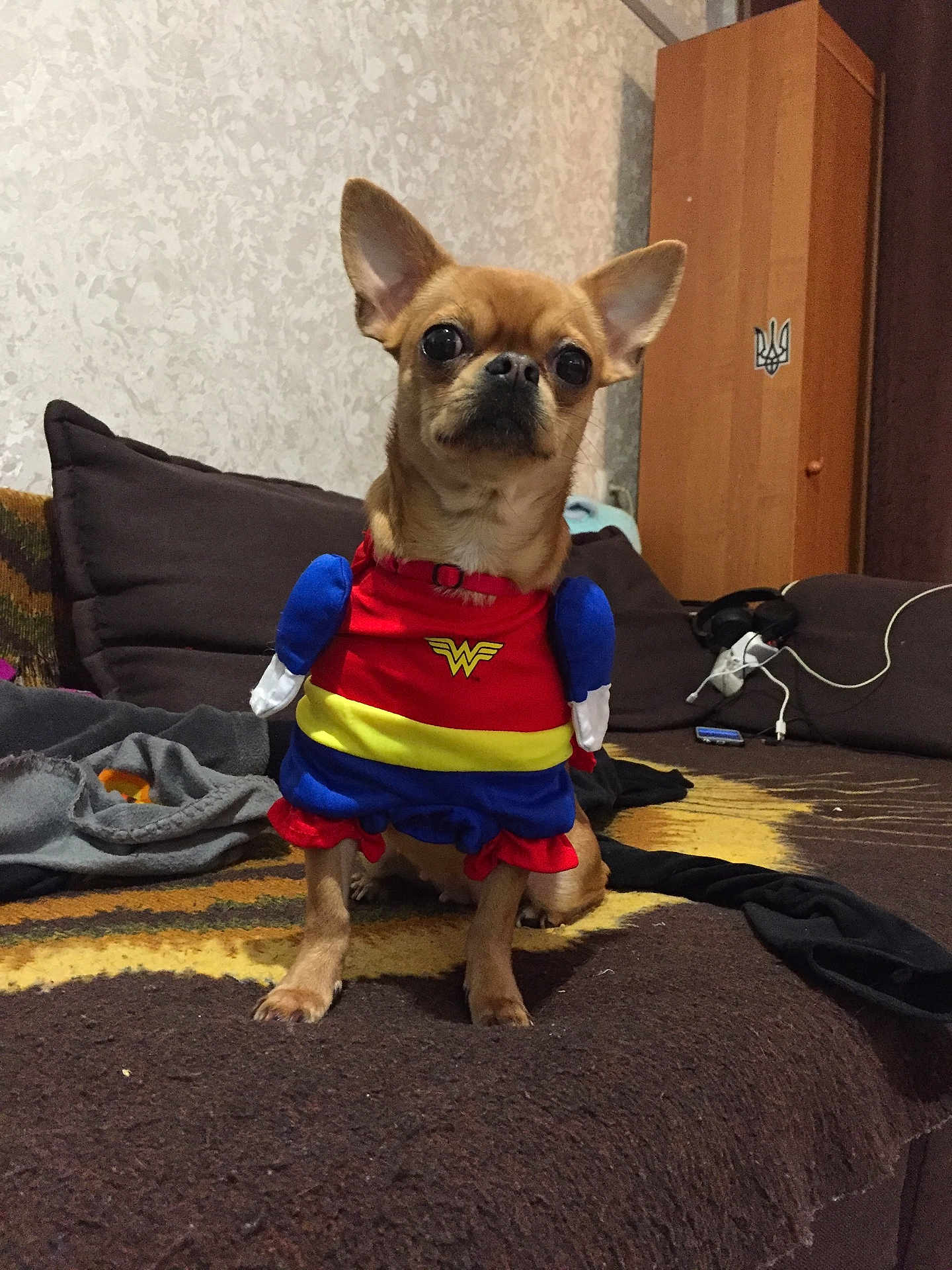 Lola a rejoint le concours — aidez-le/la à gagner de superbes lots ! dog, chihuahua, costume, wonder_woman, couch, blanket, indoor, pet, small_dog, brown, red, yellow, blue, ears, cute, attentive, furniture, living_room, plush, seated