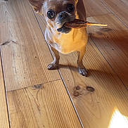 Lola participe au concours pour gagner de l'argent avec cette photo : dog, chihuahua, wooden_floor, pet, indoor, treat, snack, face, video_call, man, glasses, light, shadow, ears, small_dog, curious, looking, mouth, tail, human