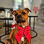Tyson participe au concours pour gagner de l'argent avec cette photo : dog, brown_dog, red_bow, pet, indoor, carpet, sitting, cute, animal, portrait, living_room, table, candle, decorations, blurry_background, domestic, furniture, closeup, canine, house