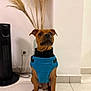 Tyson participe au concours pour gagner de l'argent avec cette photo : dog, brown_dog, pet, indoor, blue_vest, sitting, floor, tile_floor, wall, plant, decor, houseplant, fan, electrical_outlet, ears, canine, looking_up, domestic_animal, young_dog, portrait