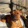 dog, brown_dog, pet_bed, sunlight, outdoor, relaxed, canine, animal, portrait, close_up, soft_focus, domestic_animal, cute, friendly, furry, ears, nose, whiskers, lying_down, shadow