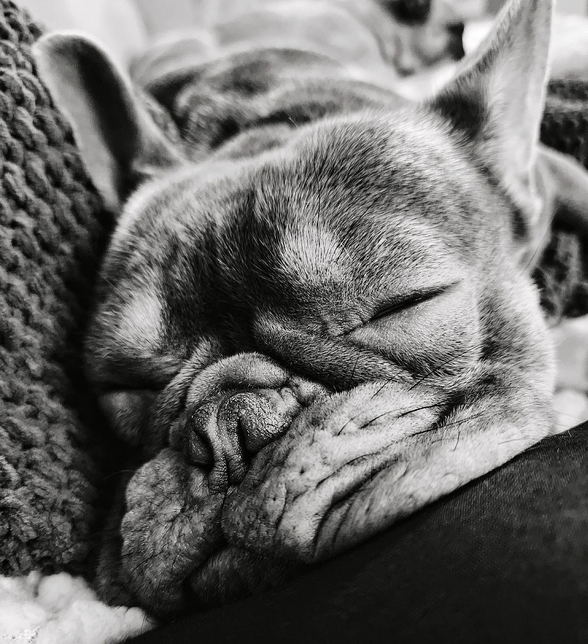 Tony is registered to the contest to win money with this photo: bored, carnivore, close_up, comfort, companion_dog, dog, dog_breed, ear, fawn, felidae, fur, grey, monochrome_photography, paw, small_to_medium_sized_cats, sporting_group, vertebrate, whiskers, working_animal, wrinkle