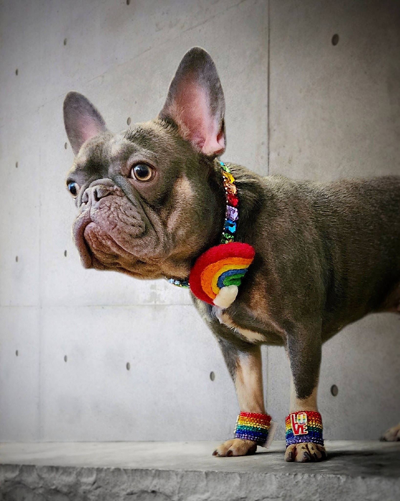 Tony joined the competition — help win amazing prizes! bulldog, canidae, carnivore, collar, companion_dog, dog, dog_breed, dog_collar, ear, fawn, french_bulldog, leash, sculpture, snout, sporting_group, terrestrial_animal, toy_dog, whiskers, working_animal, wrinkle