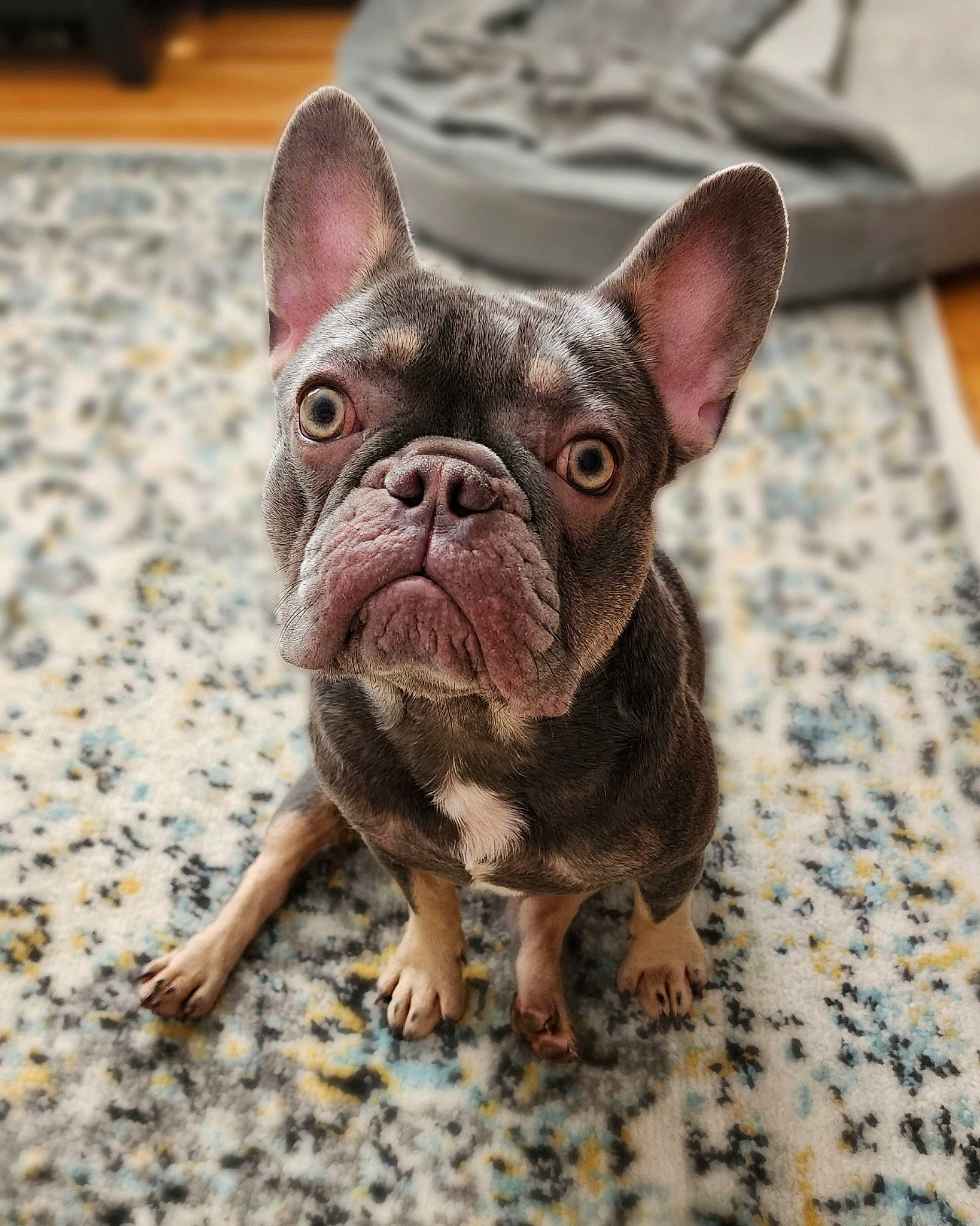 Tony is registered to the contest to win money with this photo: bulldog, canidae, carnivore, close_up, companion_dog, dessert, dog, dog_breed, ear, fawn, flooring, french_bulldog, grass, snout, sporting_group, terrestrial_animal, toy_dog, whiskers, working_animal, wrinkle
