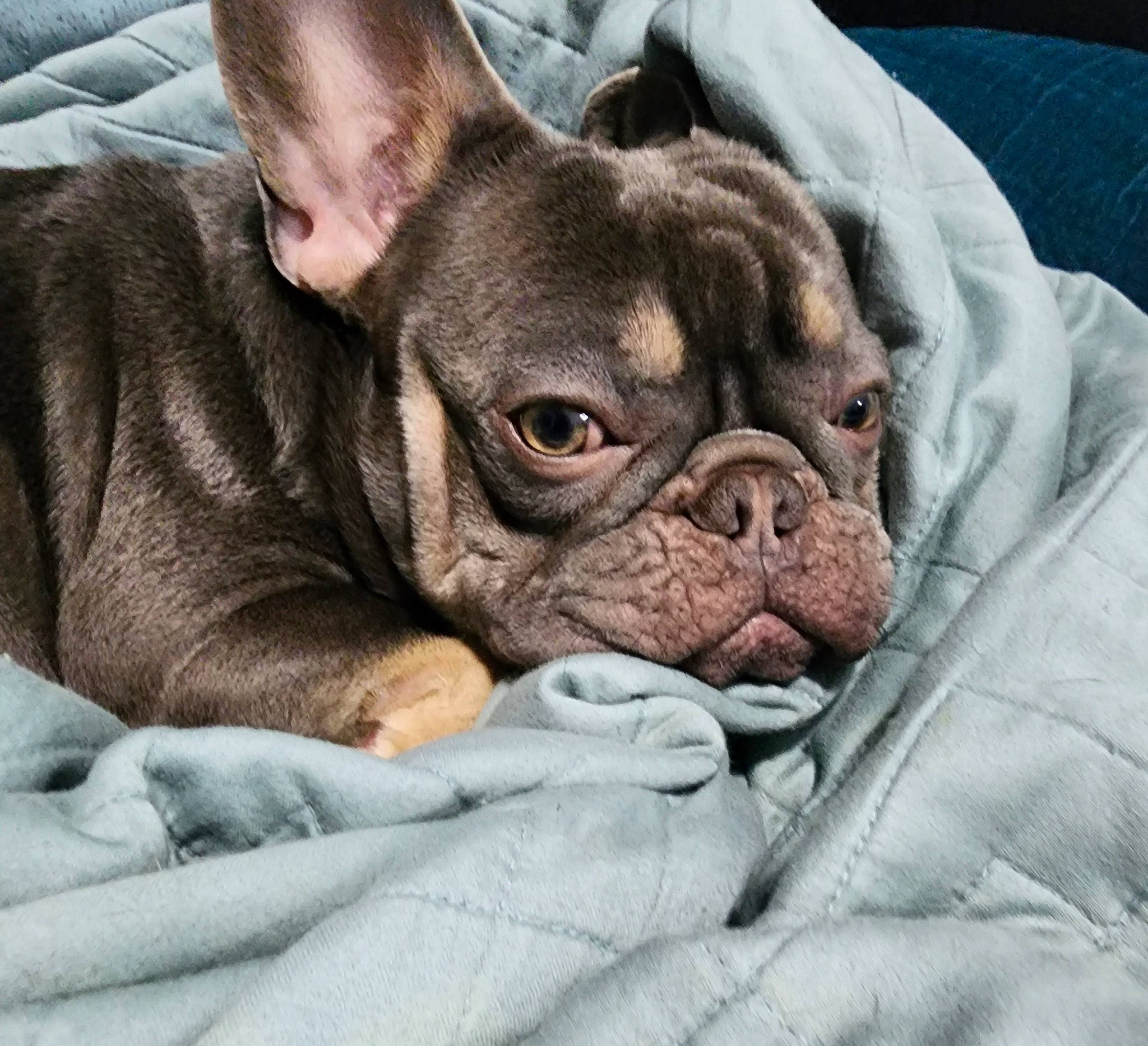 Tony joined the competition — help win amazing prizes! bulldog, canidae, carnivore, comfort, companion_dog, dog, dog_breed, ear, fawn, french_bulldog, non_sporting_group, old_english_bulldog, puppy, snout, sporting_group, terrestrial_animal, toy_dog, whiskers, working_animal, wrinkle