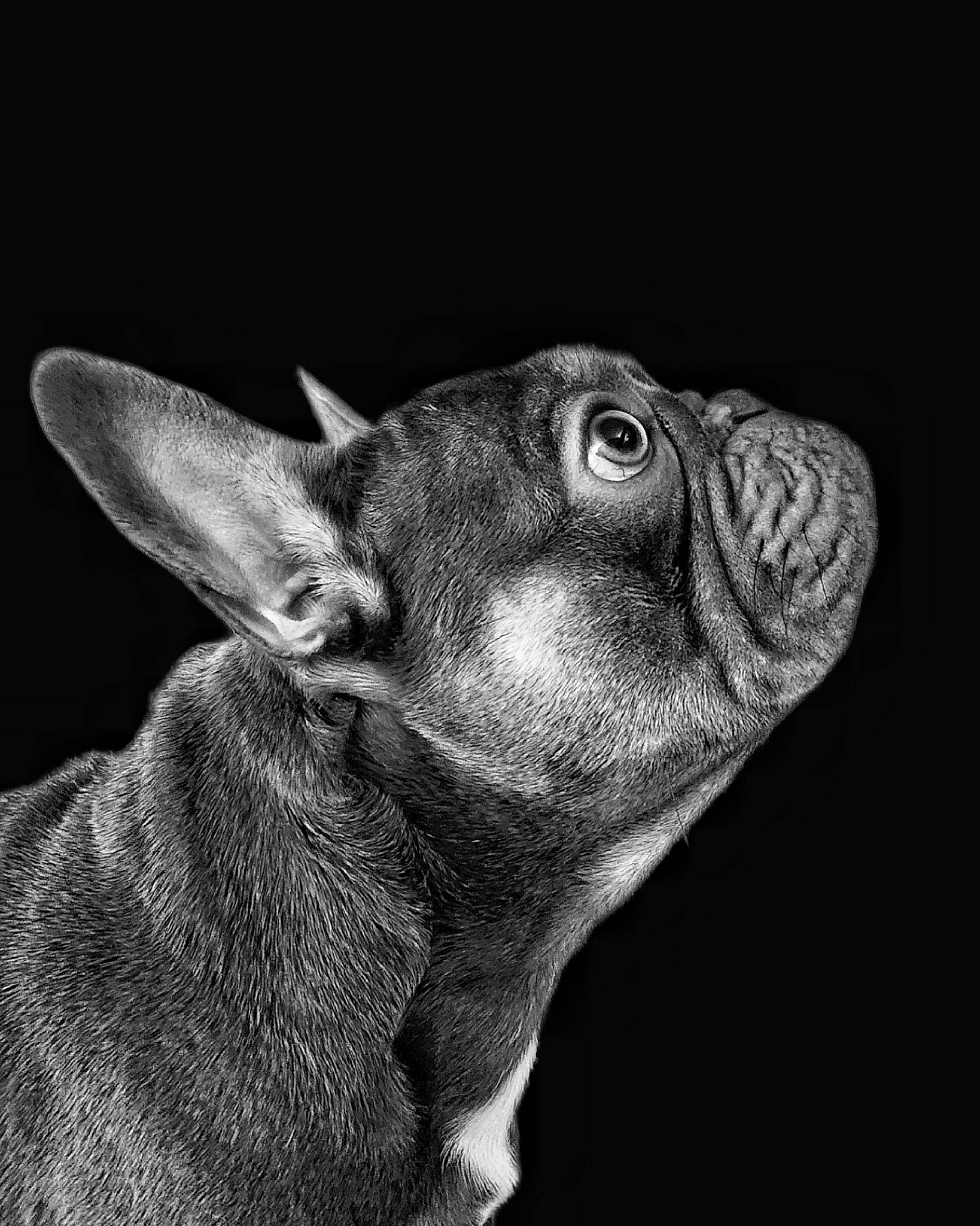 Tony joined the competition — help win amazing prizes! art, darkness, ear, eye, fur, goat, grey, head, human_body, iris, jaw, livestock, monochrome, monochrome_photography, snout, terrestrial_animal, whiskers, wildlife, working_animal, wrinkle