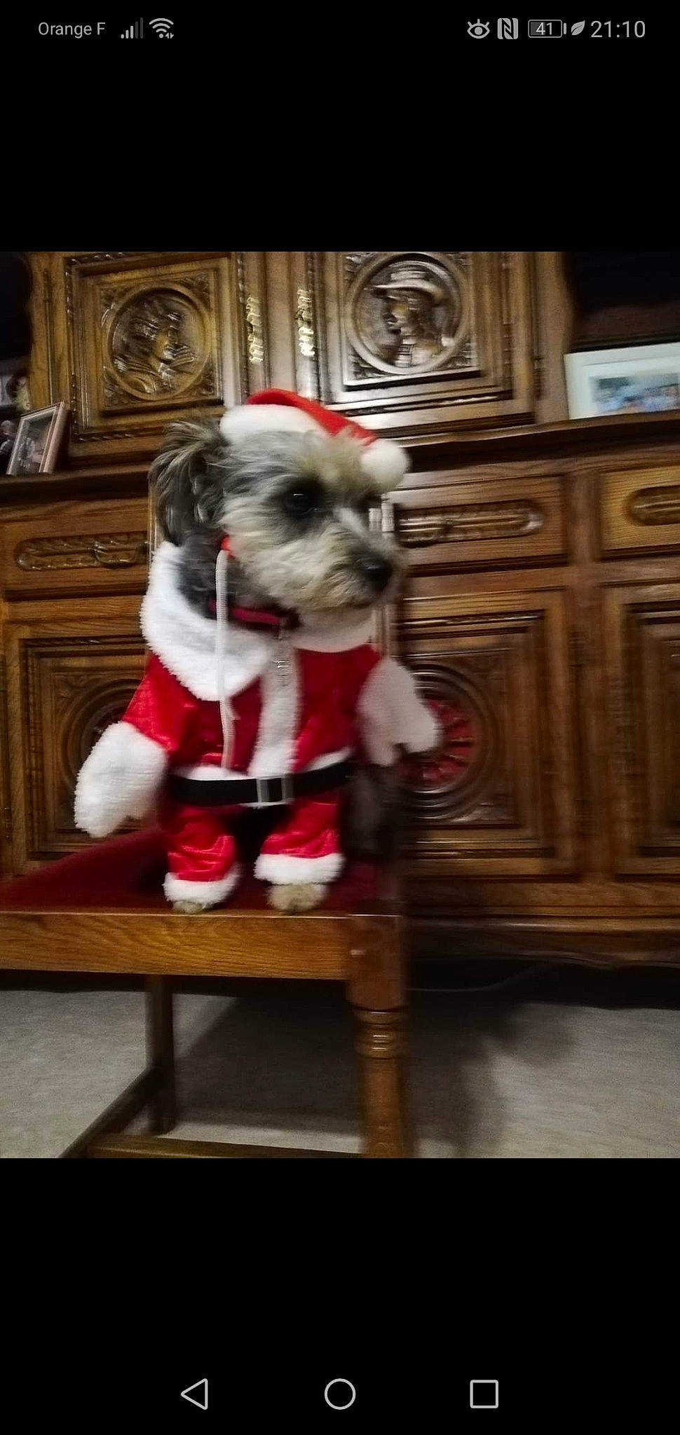 Gipsy a rejoint le concours — aidez-le/la à gagner de superbes lots ! cabinetry, carnivore, companion_dog, dog, dog_breed, dog_clothes, dog_supply, drawer, event, fawn, fur, hardwood, santa_claus, schnauzer, snout, sporting_group, standard_schnauzer, toy_dog, wood, working_animal