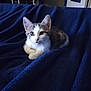 kitten, cat, animal, pet, feline, resting, blanket, indoor, cozy, cute, fur, whiskers, ears, eyes, young, tabby, sleepy, soft, comfort, relaxing