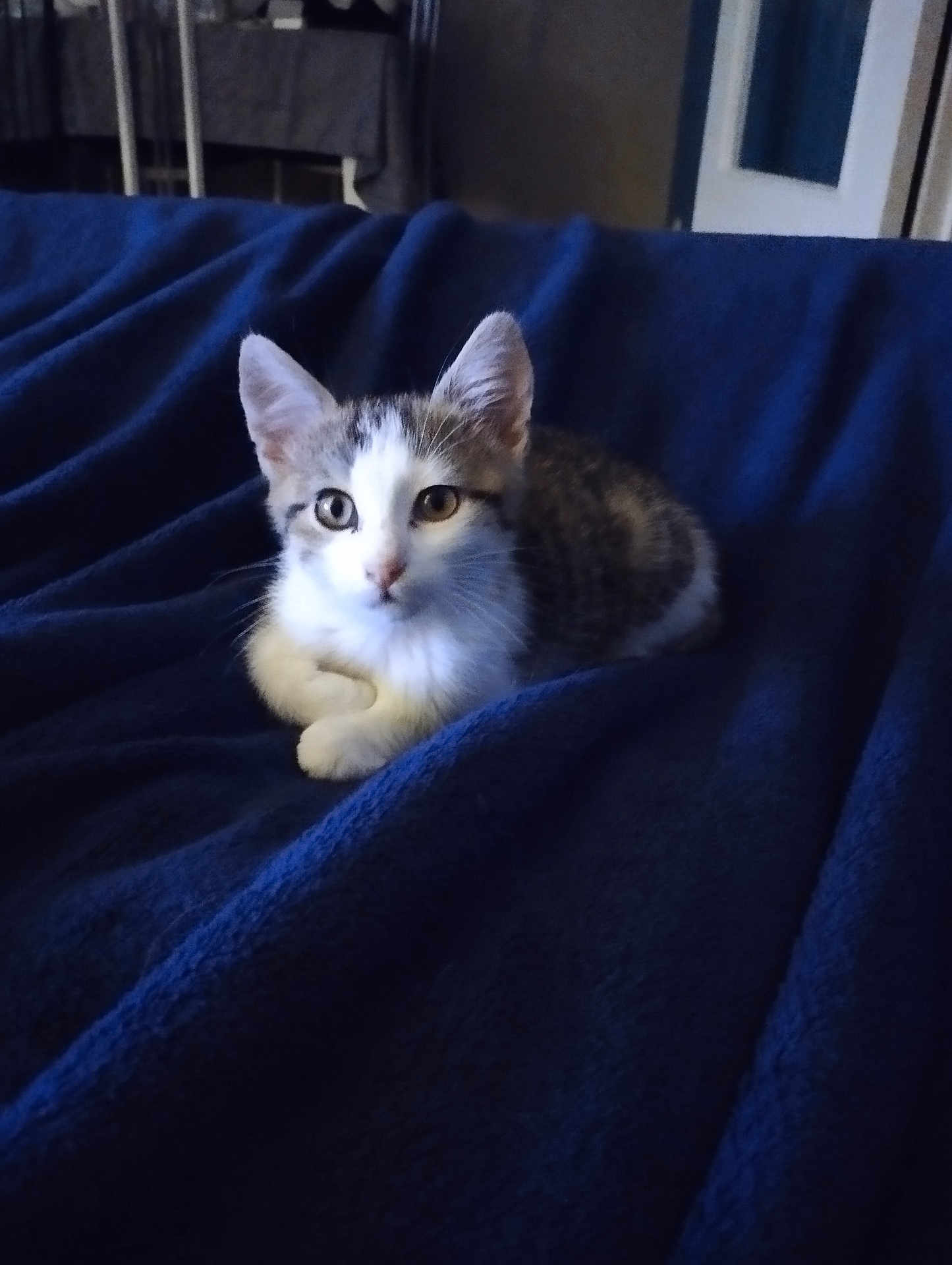 Happy participe au concours pour gagner de l'argent avec cette photo : kitten, cat, animal, pet, feline, resting, blanket, indoor, cozy, cute, fur, whiskers, ears, eyes, young, tabby, sleepy, soft, comfort, relaxing