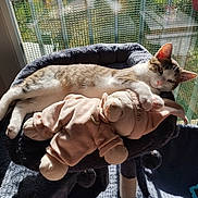 Happy participe au concours pour gagner de l'argent avec cette photo : cat, stuffed_toy, cat_bed, sunlight, window, indoor, relaxed, pet, feline, cozy, plush, pink, animal, resting, domestic, fur, cute, soft, home, daylight
