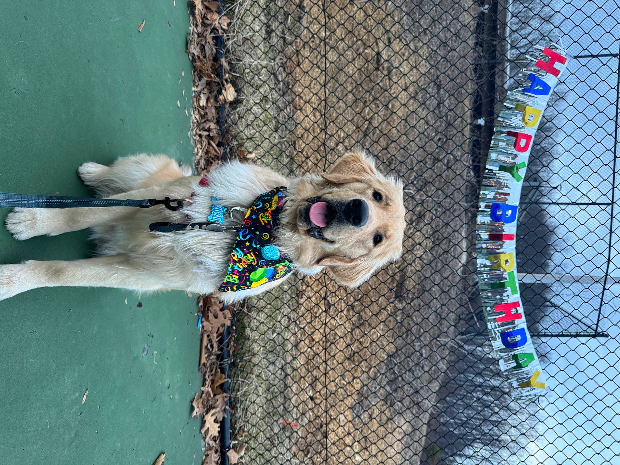 Cousteau joined the competition — help win amazing prizes! art, carnivore, collar, companion_dog, dog, dog_breed, dog_collar, dog_supply, eyewear, fashion_accessory, fawn, fence, fun, leash, mesh, pattern, pet_supply, rope_rhythmic_gymnastics, visual_arts, wire