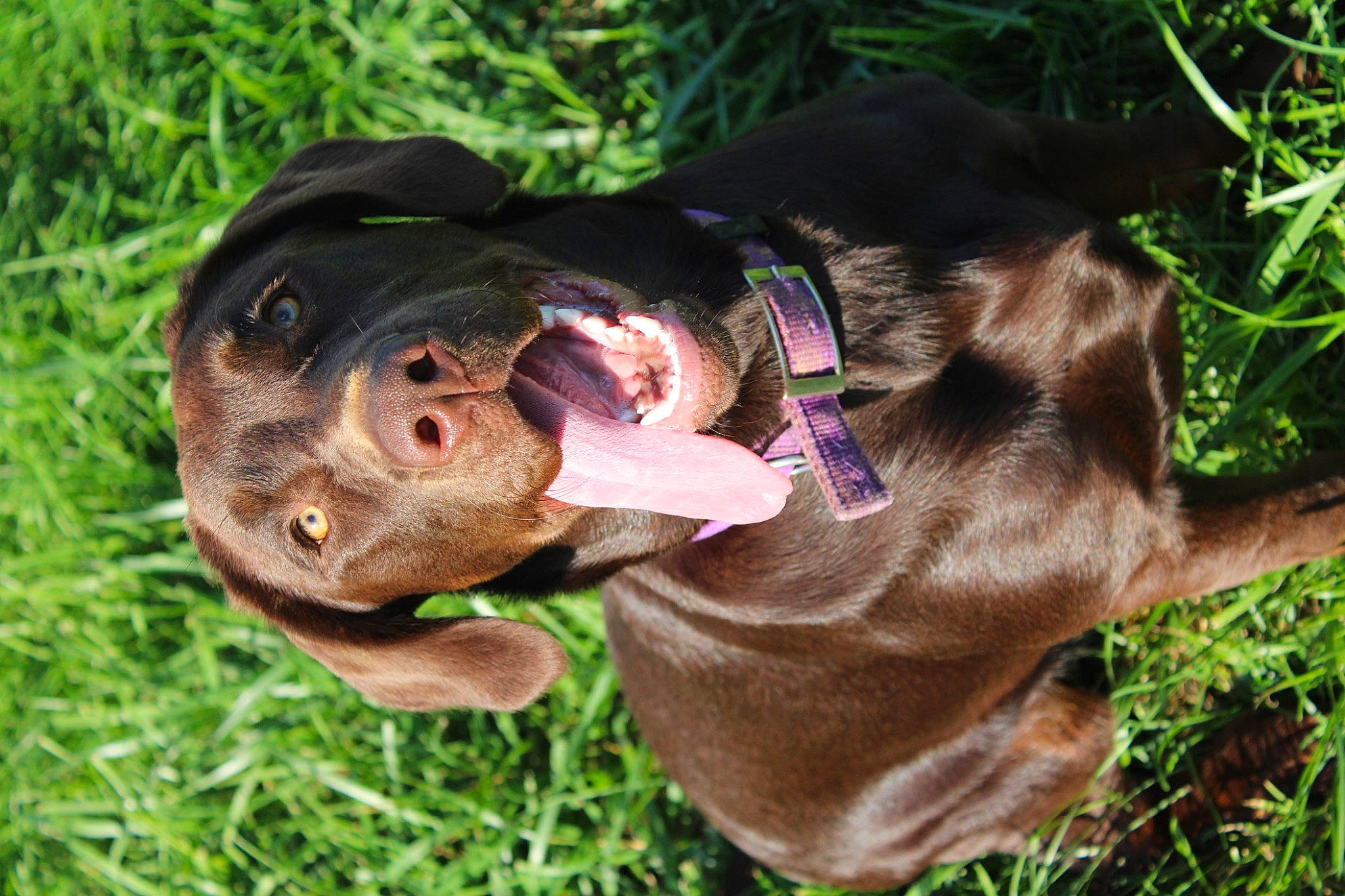 Lola is registered to the contest to win money with this photo: canidae, carnivore, collar, companion_dog, dog, dog_breed, dog_collar, fawn, grass, guard_dog, hat, hound, liver, personal_protective_equipment, pet_supply, snout, sporting_group, terrestrial_animal, working_animal, working_dog