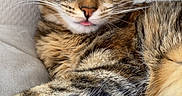Pascha a rejoint le concours — aidez-le/la à gagner de superbes lots ! animal, cat, close_up, cozy, cute, ears, feline, fur, indoor, mammal, paw, pet, portrait, relaxed, resting, soft_light, striped, tabby, tongue, whiskers