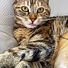 Pascha a rejoint le concours — aidez-le/la à gagner de superbes lots ! cat, tabby, pet, animal, fur, whiskers, ears, tongue, close_up, relaxed, indoor, cute, feline, striped, mammal, paw, resting, portrait, soft_light, cozy