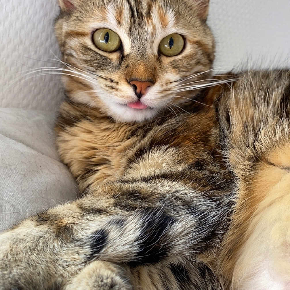 Pascha a rejoint le concours — aidez-le/la à gagner de superbes lots ! cat, tabby, pet, animal, fur, whiskers, ears, tongue, close_up, relaxed, indoor, cute, feline, striped, mammal, paw, resting, portrait, soft_light, cozy