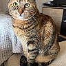 Pascha participe au concours pour gagner de l'argent avec cette photo : cat, tabby_cat, pet, animal, feline, indoor, sitting, blanket, knitted_blanket, beige, fur, whiskers, green_eyes, tail, cute, domestic_animal, cozy, living_room, furniture, calm