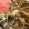 animal, cat, closeup, comfort, couch, cozy, domestic, feline, fur, home, indoor, pet, pillow, relaxation, resting, sleeping, soft, tabby, tail, whiskers