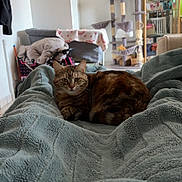Pascha a rejoint le concours — aidez-le/la à gagner de superbes lots ! cat, tabby_cat, blanket, furniture, living_room, cat_tree, indoor, cozy, relaxing, pet, fur, animal, domestic_cat, household, soft_texture, resting, comfortable, brown, green_eyes, curled_up