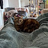 animal, blanket, brown, cat, cat_tree, comfortable, cozy, curled_up, domestic_cat, fur, furniture, green_eyes, household, indoor, living_room, pet, relaxing, resting, soft_texture, tabby_cat