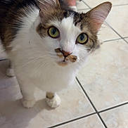 Mickey participe au concours pour gagner de l'argent avec cette photo : cat, pet, indoor, curious, green_eyes, white_fur, brown_markings, floor_tiles, animal, domestic_cat, whiskers, ears, looking_up, feline, close_up, fur, cute, companion, home, legs