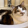 Mickey participe au concours pour gagner de l'argent avec cette photo : cat, animal, pet, sink, bathroom, fur, white, brown, black, green_eyes, domestic_cat, relaxed, cute, portrait, indoor, whiskers, ears, face, feline, laying