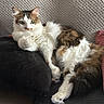 Mickey a rejoint le concours — aidez-le/la à gagner de superbes lots ! animal, black, brown, cat, couch, cozy, curious, cushion, feline, fluffy, fur, green_eyes, home, indoor, living_room, pet, relaxed, resting, texture, white