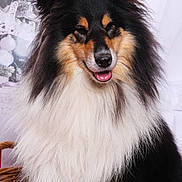 Tobia participe au concours pour gagner de l'argent avec cette photo : adorable, animal, basket, closeup, collie, companion, cute, decorations, dog, fluffy, furry, holiday, indoor, pet, plush_toy, portrait, smiling, soft_light, tongue_out, white_background