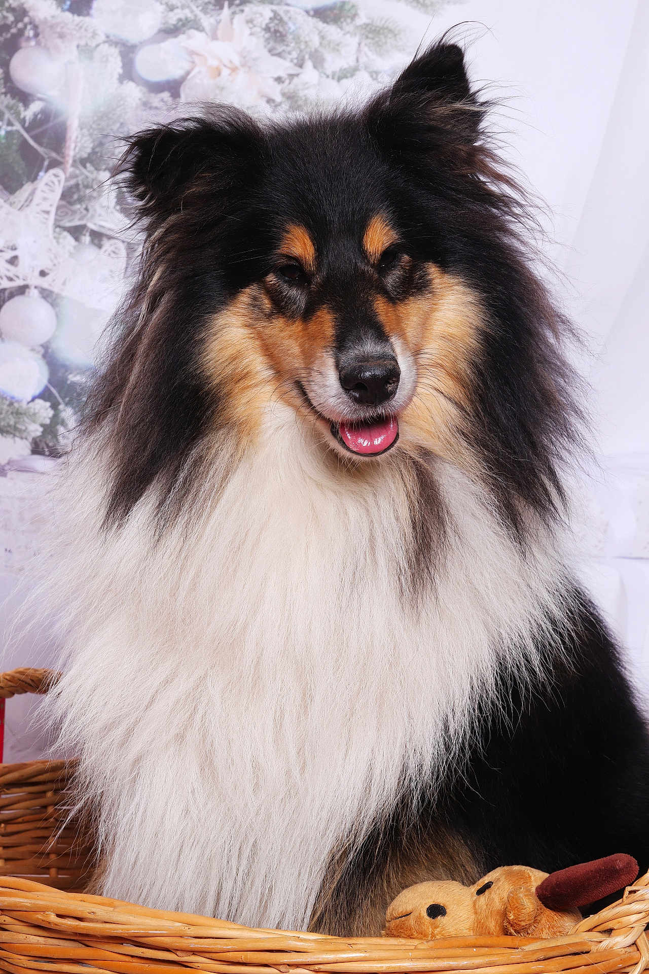 Tobia